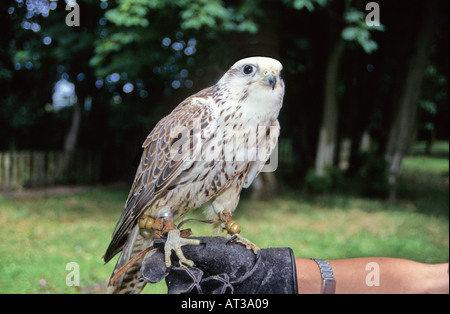 Saker Falcon (Falco cherrug)  Altai Falcon on the fist. Stock Photo