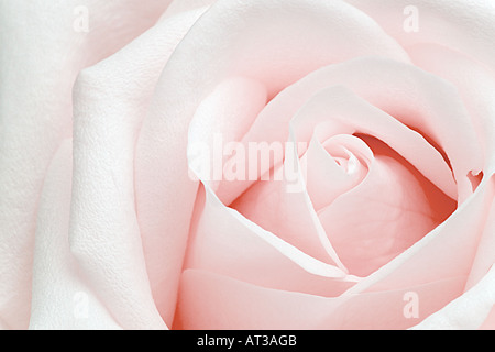 Pure light pink perfect rose Stock Photo
