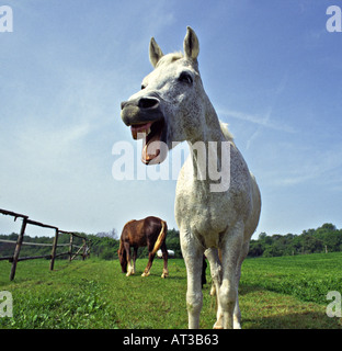 white horse whinnying Stock Photo