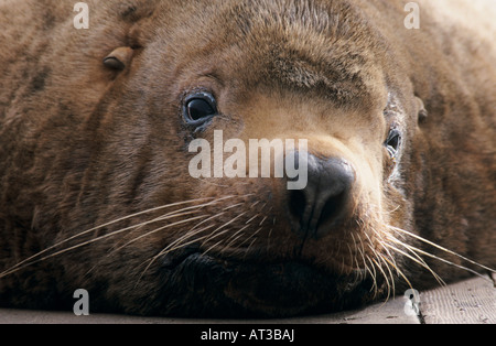 Steller's Sea Lion Eumetopias jubatus male resting on pier Homer Alaska USA March 2000 Stock Photo