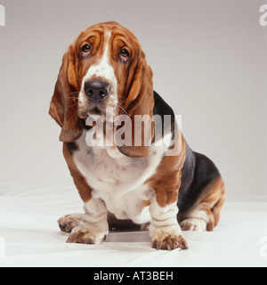 A Bassett hound Stock Photo