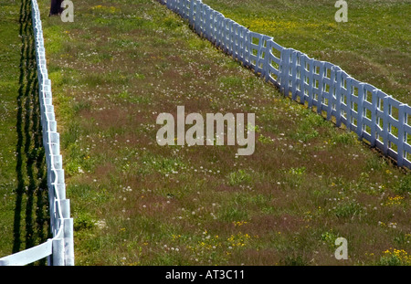 White fences on horse farm in Lexington Kentucky Stock Photo