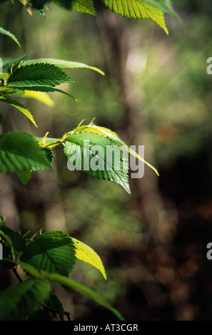 Water droplets on green leaves Stock Photo