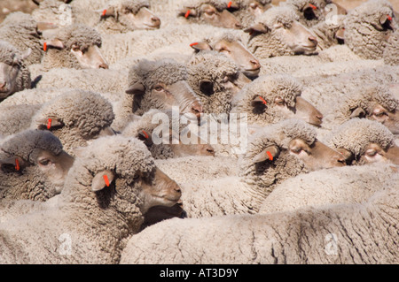 Domestic Sheep Sheep shearing unsheared sheep Hill Country Texas USA April 2007 Stock Photo