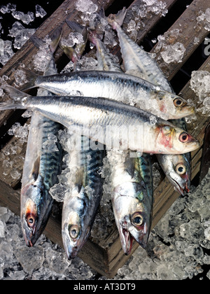 FRESH OILY FISH, SARDINES AND MACKEREL Stock Photo