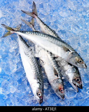 MACKEREL ON ICE Stock Photo