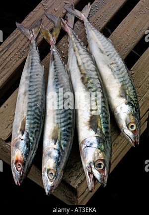 MACKEREL FISH Stock Photo