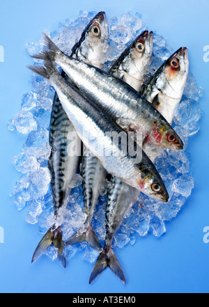 FRESH OILY FISH Stock Photo