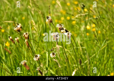 Flowering English Plantain, Plantago lanceolata. It is a common weed of cultivated land.