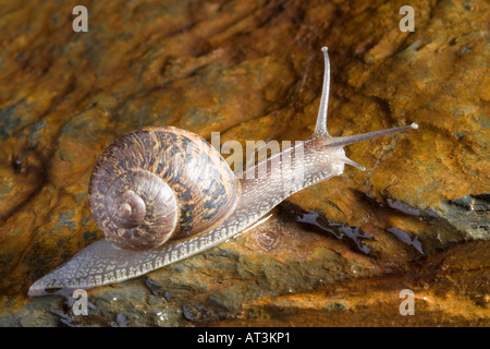 Common garden snail Helix aspersa Stock Photo