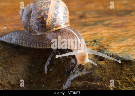 Common garden snail Helix aspersa Stock Photo