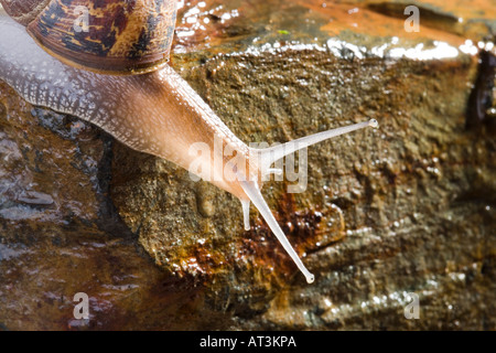 Common garden snail Helix aspersa Stock Photo