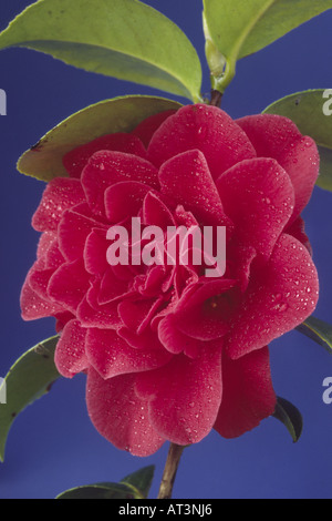 Camellia japonica 'Blood of China' Red flower with water drops against blue background. Stock Photo