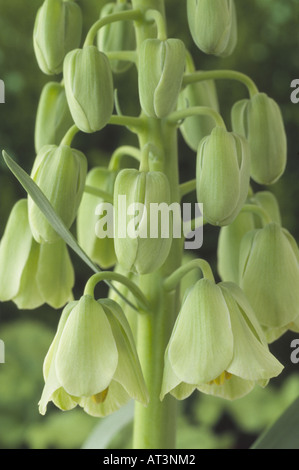 Fritillaria persica 'Ivory Bells' (Fritillary) Close up of several flowers on raceme. Stock Photo
