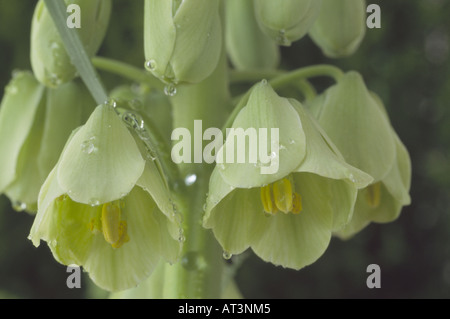 Fritillaria persica 'Ivory Bells' (Fritillary) Close up of two flowers with water drops on raceme. Stock Photo