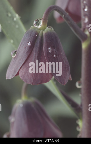 Fritillaria persica 'Senkoy' (Fritillary) Close up of flower with water drops on raceme. Stock Photo