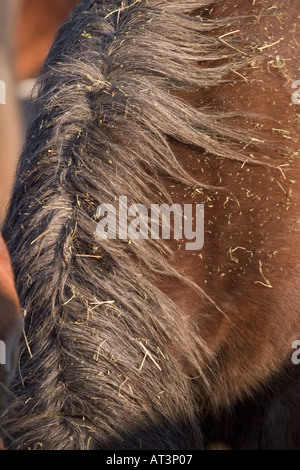 Close ups of the hair on draft horses used in the parade of the Tucson Rodeo Stock Photo