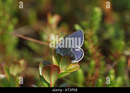 Cranberry Blue (Vacciniina optilete) resting. Stock Photo