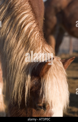 Close ups of the hair on draft horses used in the parade of the Tucson Rodeo Stock Photo