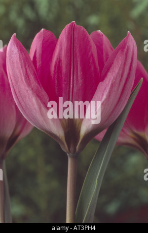 Tulipa humilis Violacea Group black base. Division 15 Miscellaneous Tulip. Close up of pinkish purple flower. Stock Photo