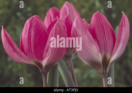 Tulipa humilis Violacea Group black base. Division 15 Miscellaneous Tulip. Close up of pinkish purple flowers. Stock Photo