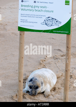 GREY SEAL PUP WITH BEACH CLOSURE INFORMATION SIGN ON BEACH, HORSEY NORFOLK ENGLAND UK Stock Photo