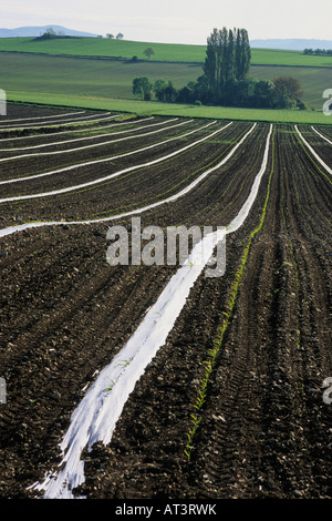 Plastic sheeting on young shoots in a field Stock Photo