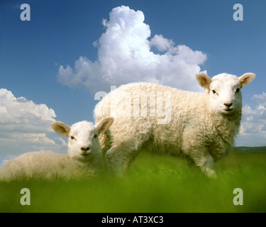 GB - BUCKINGHAMSHIRE:  Easter Lambs Stock Photo