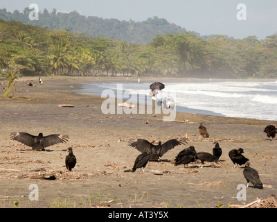 Costa Rica Caribbean Coast Puerto Viejo de Talamanca Playa Negra Turkey vultures Cathartes aura drying wings in sun on beach Stock Photo