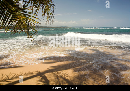 Costa Rica Caribbean Coast Manzanillo shadows of palm trees on tropical beach Stock Photo
