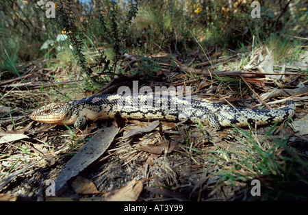 Blotched Blue Tongued Lizard Tiliqua nigrolueta Australia Stock Photo