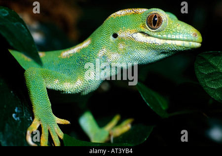 New Zealand Gecko. Northland Green Gecko. Naultinus grayii Stock Photo ...