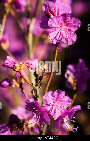 Rhododendron Dauricum 'Midwinter' Stock Photo