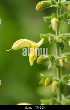 Salvia glutinosa Jupiters Distaff Stock Photo