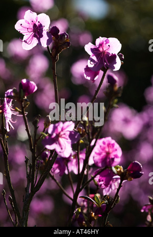 Rhododendron Dauricum 'Midwinter' Stock Photo