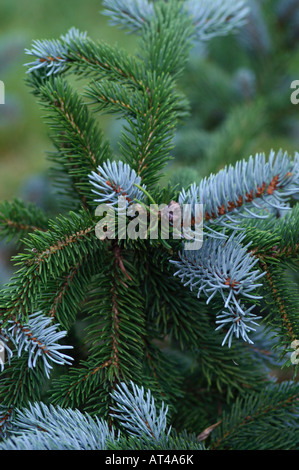 Picea pungens Koster Stock Photo