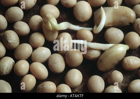 soybean, soy bean (Glycine max), seeds Stock Photo