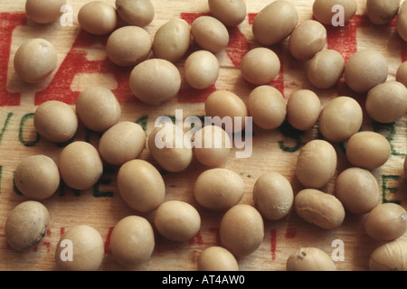 soybean, soy bean (Glycine max), seeds Stock Photo