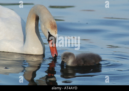 mute swan (Cygnus olor), parent with young Stock Photo