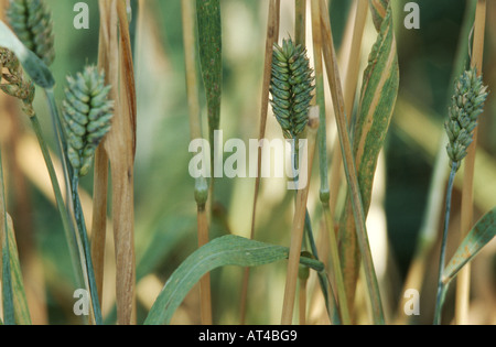 club wheat, wheat (Triticum aestivum ssp. compactum, Triticum compactum (unbegrannt)), spikes Stock Photo