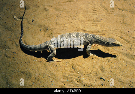 desert monitor (agra monitor) (Varanus griseus) Stock Photo