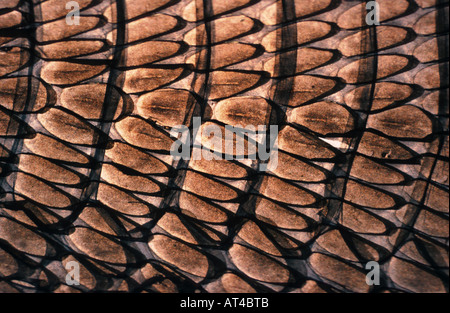 whip snake (Coluber spec.), detail of the skin, scales Stock Photo