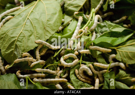 Silkworms feeding on mulberry leaves in the handicraft village of Bo Sang near Chaing Mai Thailand Stock Photo