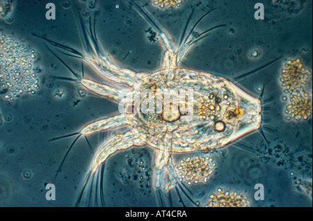 Nauplius larva, larva of the Crustacea Stock Photo - Alamy