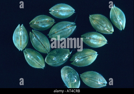 ostracods (shell-covered crustaceans), seed shrimps (Ostracoda) Stock Photo