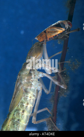 emperor dragonfly (Anax imperator), dragonfly nymph with captured bug Stock Photo