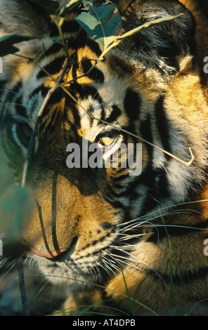Bengal tiger (Panthera tigris tigris), semiadult, India Stock Photo