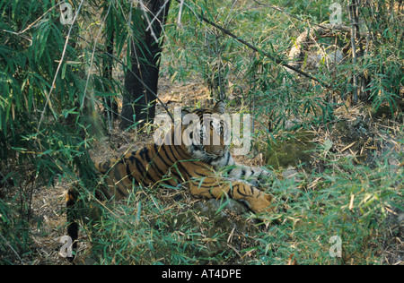 Bengal tiger (Panthera tigris tigris), semiadult, resting, India Stock Photo