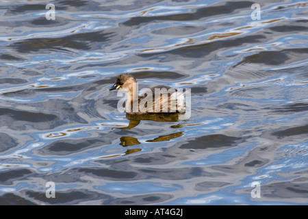 Young Little Grebe in de water, Dabchick, Tachybaptus ruficollis Stock Photo