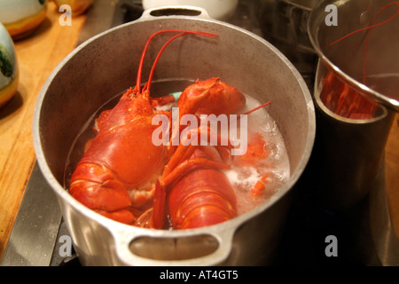 Lobsters cooking in a pot of boiling water. Stock Photo